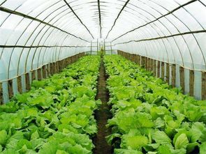 100亩土地承包种大棚蔬菜,两年时间他怎么赔钱了 这几点要注意