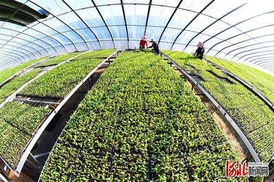 新技术新服务新产品助农增收--乐亭建设全国农业科技现代化先行县探访