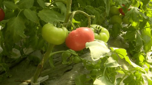 沿河湾镇茶坊村 大棚蔬菜产销两旺，乡村振兴添活力