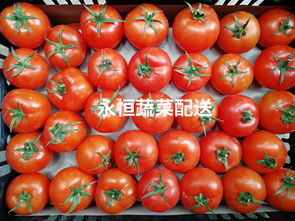 东莞市长安永恒蔬菜经营部 优质蔬菜与创新服务的经营动态