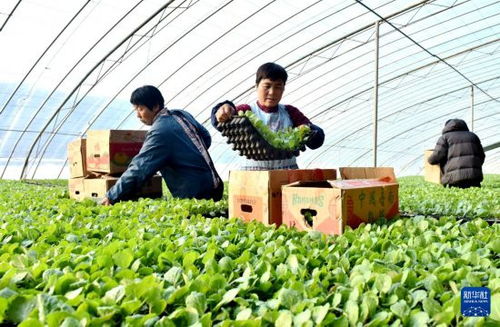 河北邢台 冬日大棚育苗忙